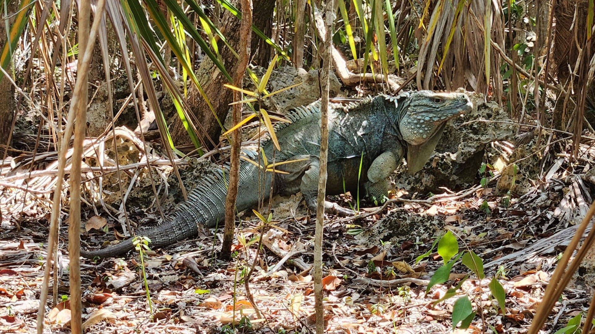 https://cdn.aucklandunlimited.com/zoo/assets/media/cayman-islands-iguana-gallery-4.jpg