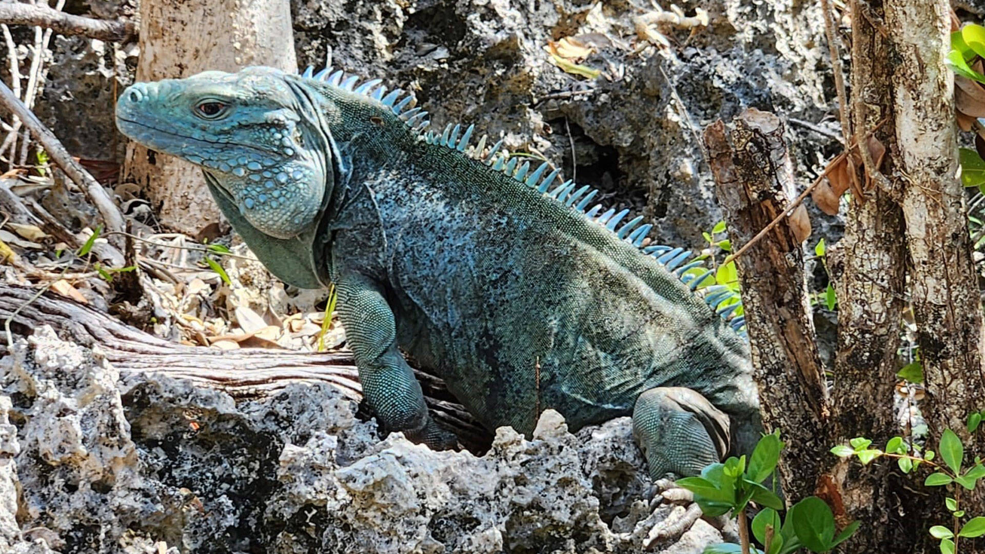 https://cdn.aucklandunlimited.com/zoo/assets/media/cayman-islands-iguana-gallery-8.jpg