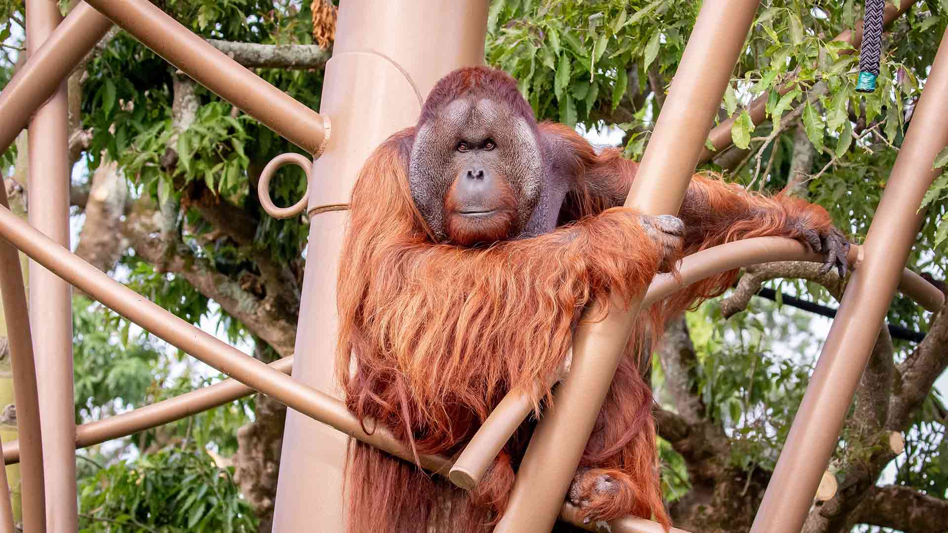 https://cdn.aucklandunlimited.com/zoo/assets/media/charlie-orangutan-sea-animal-page-1.jpg