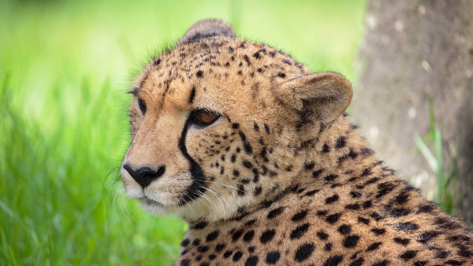 https://cdn.aucklandunlimited.com/zoo/assets/media/cheetah-girls-update-gallery-2.jpg