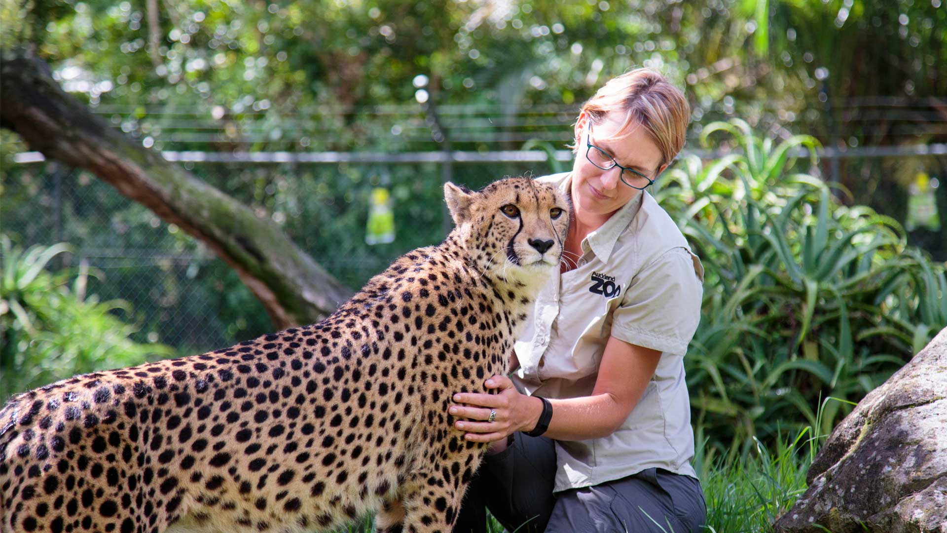 https://cdn.aucklandunlimited.com/zoo/assets/media/cheetah-girls-update-gallery-5.jpg