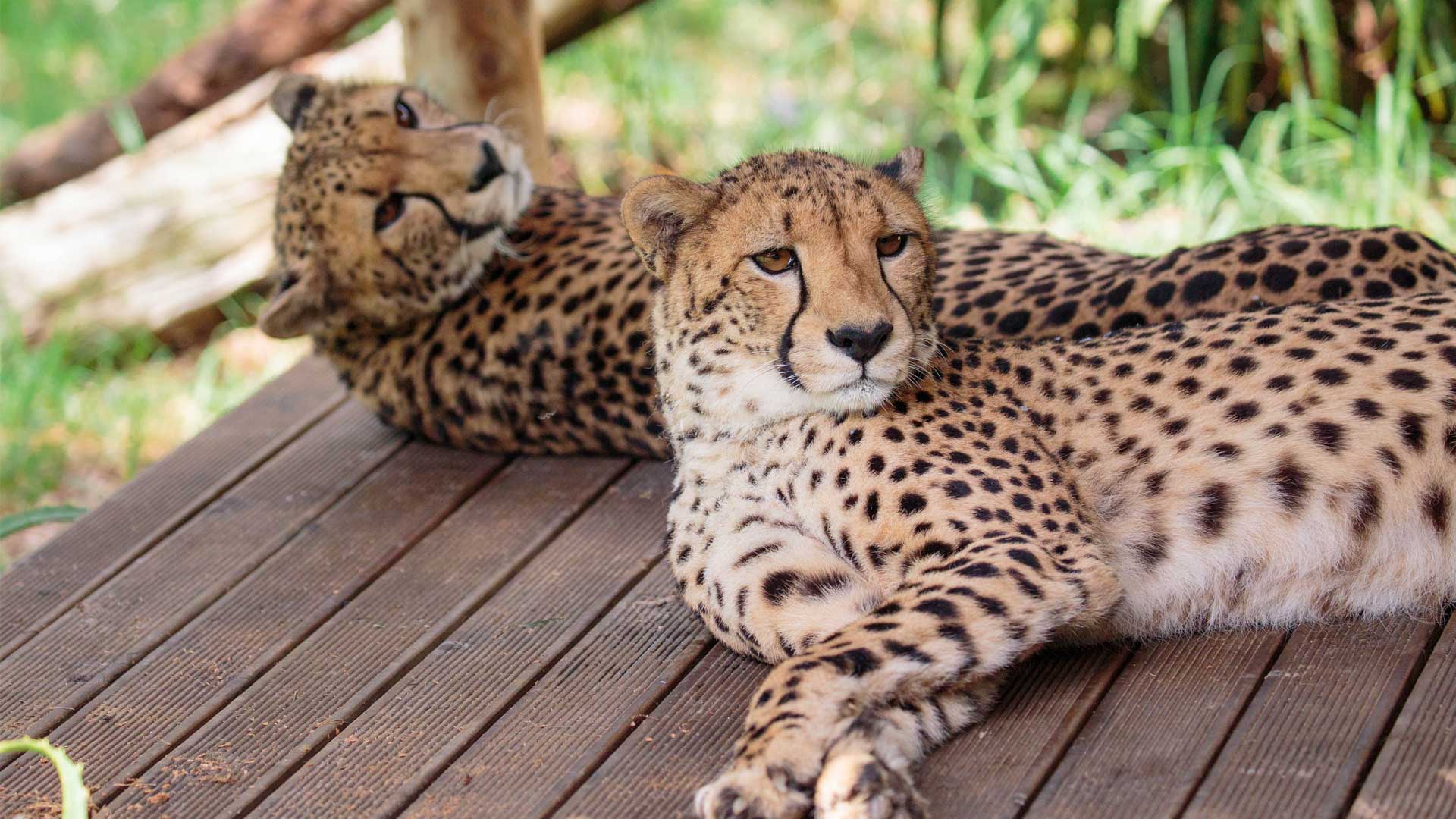 https://cdn.aucklandunlimited.com/zoo/assets/media/cheetah-girls-update-gallery-7.jpg