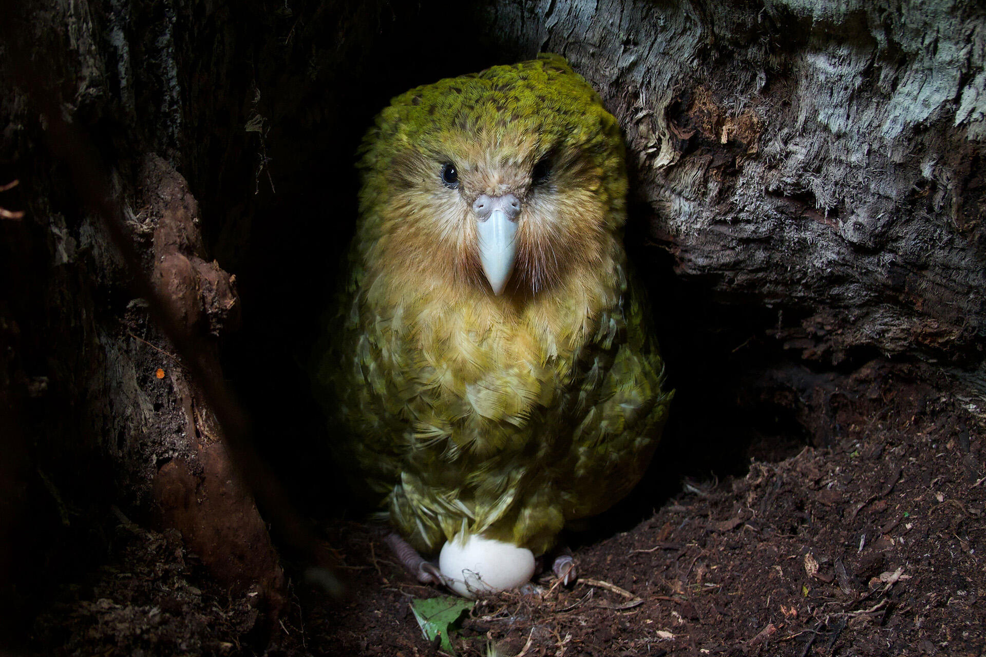 https://cdn.aucklandunlimited.com/zoo/assets/media/doc-260122-hine-taumai-nest-found-2-eggs-mw.jpg