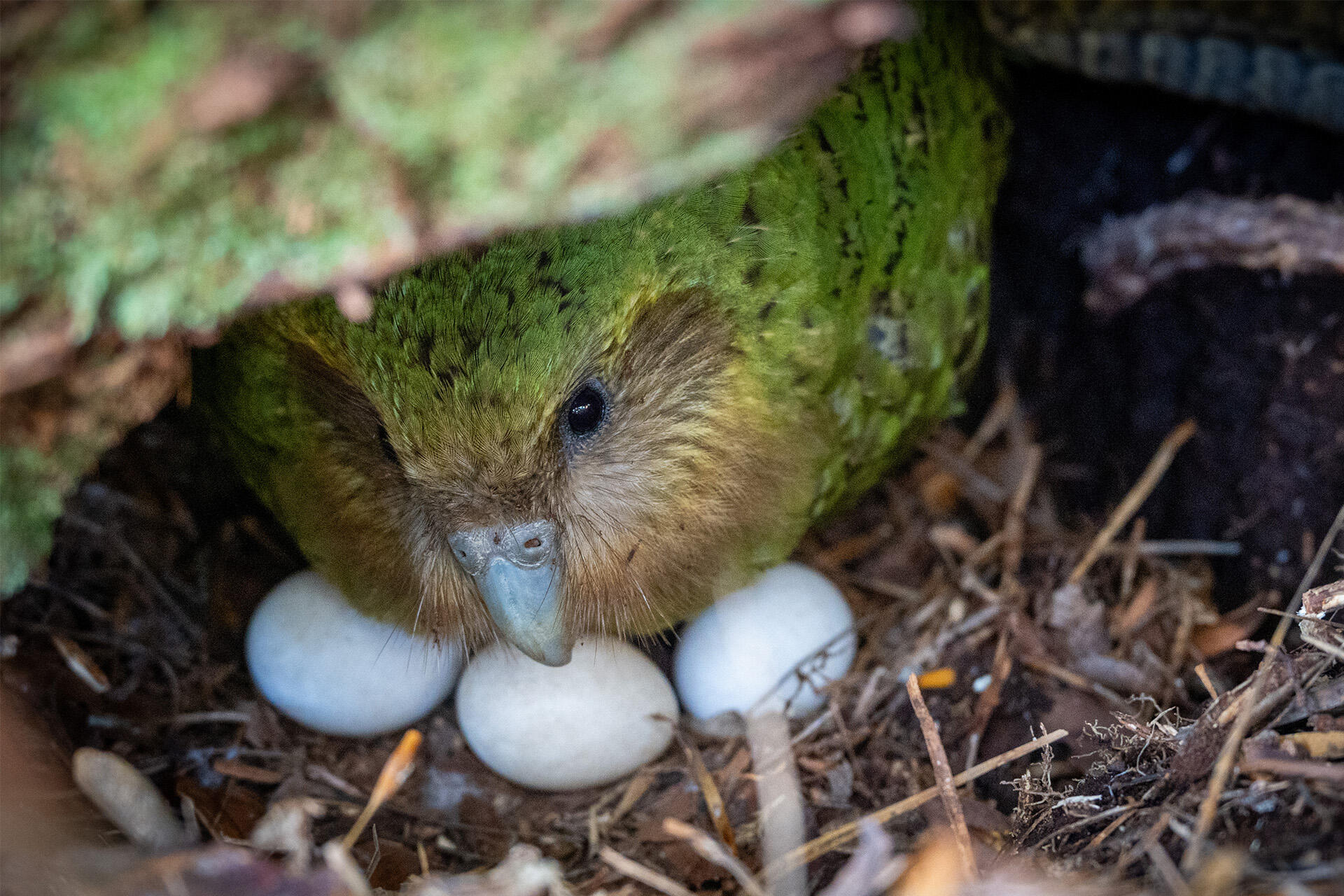 https://cdn.aucklandunlimited.com/zoo/assets/media/doc-260203-kohengi-on-nest-on-pukenui-anchor-island-by-andrew-digby-doc.jpg