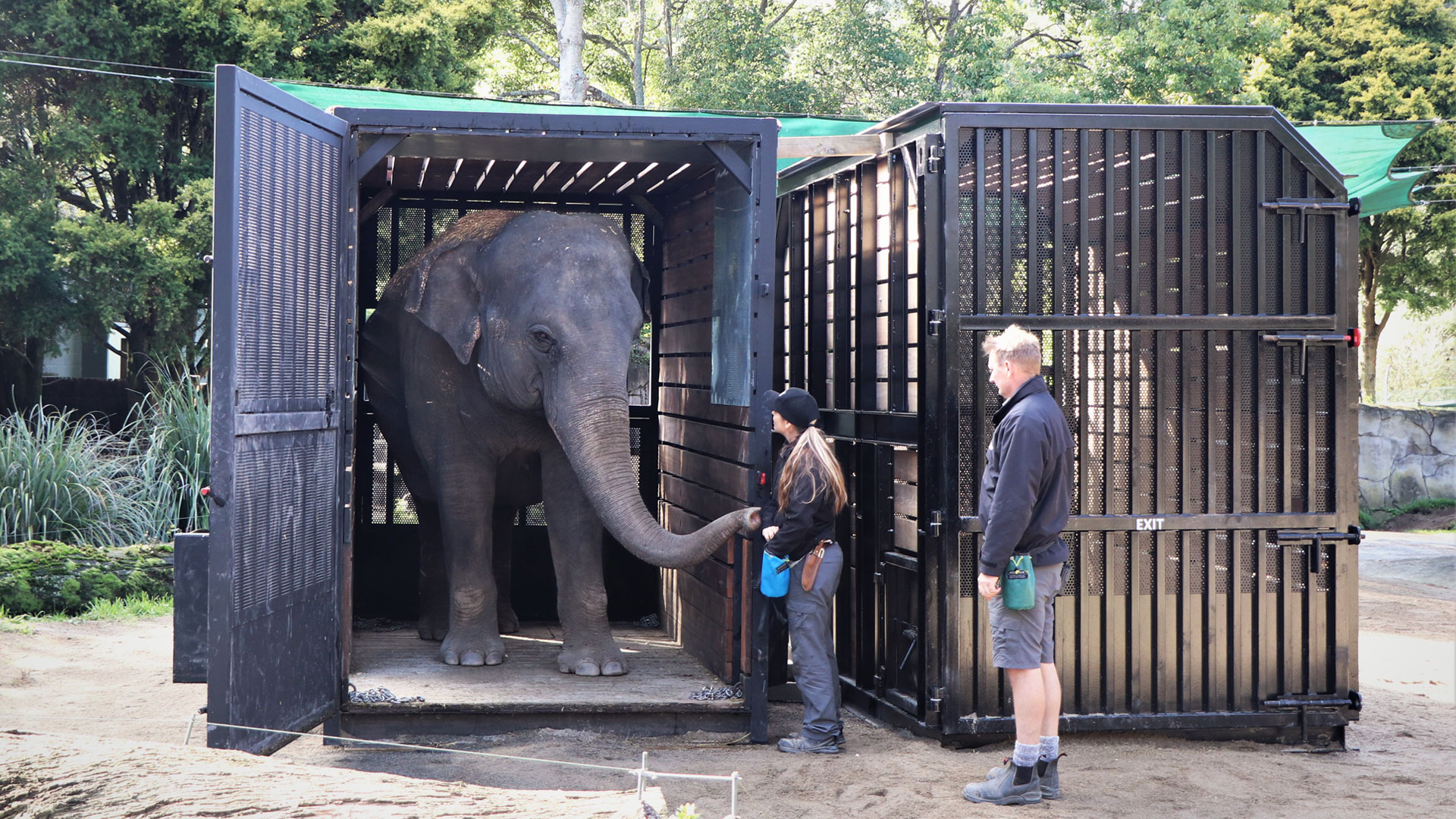 https://cdn.aucklandunlimited.com/zoo/assets/media/elephant-crate-training-gallery-1.jpg