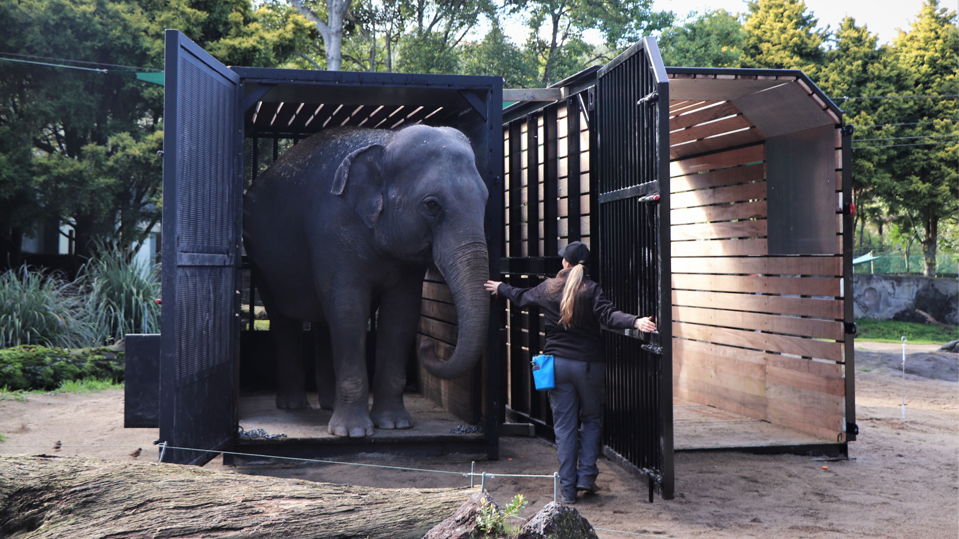 https://cdn.aucklandunlimited.com/zoo/assets/media/elephant-crate-training-gallery-3.jpg