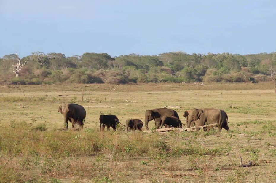 https://cdn.aucklandunlimited.com/zoo/assets/media/elephant-herd-in-the-lunugamvehera-national-parkjpg.jpg