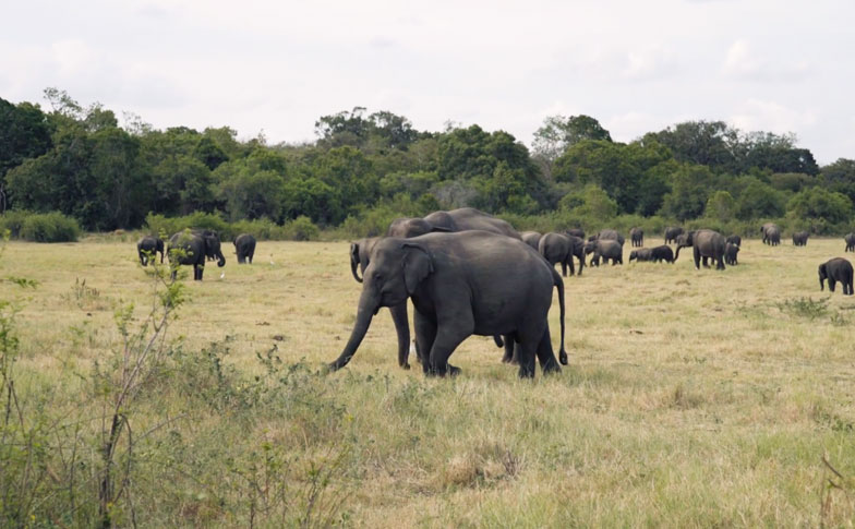 https://cdn.aucklandunlimited.com/zoo/assets/media/elephant-srilankathumbnail-v2.jpg