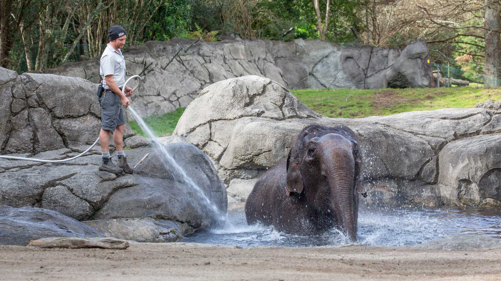 https://cdn.aucklandunlimited.com/zoo/assets/media/elephant-water-gallery-1.jpg
