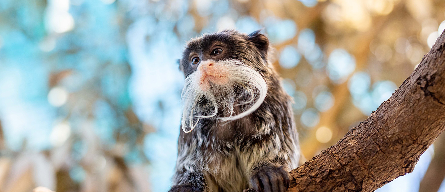 https://cdn.aucklandunlimited.com/zoo/assets/media/emperor-tamarin-lates-hero.jpg