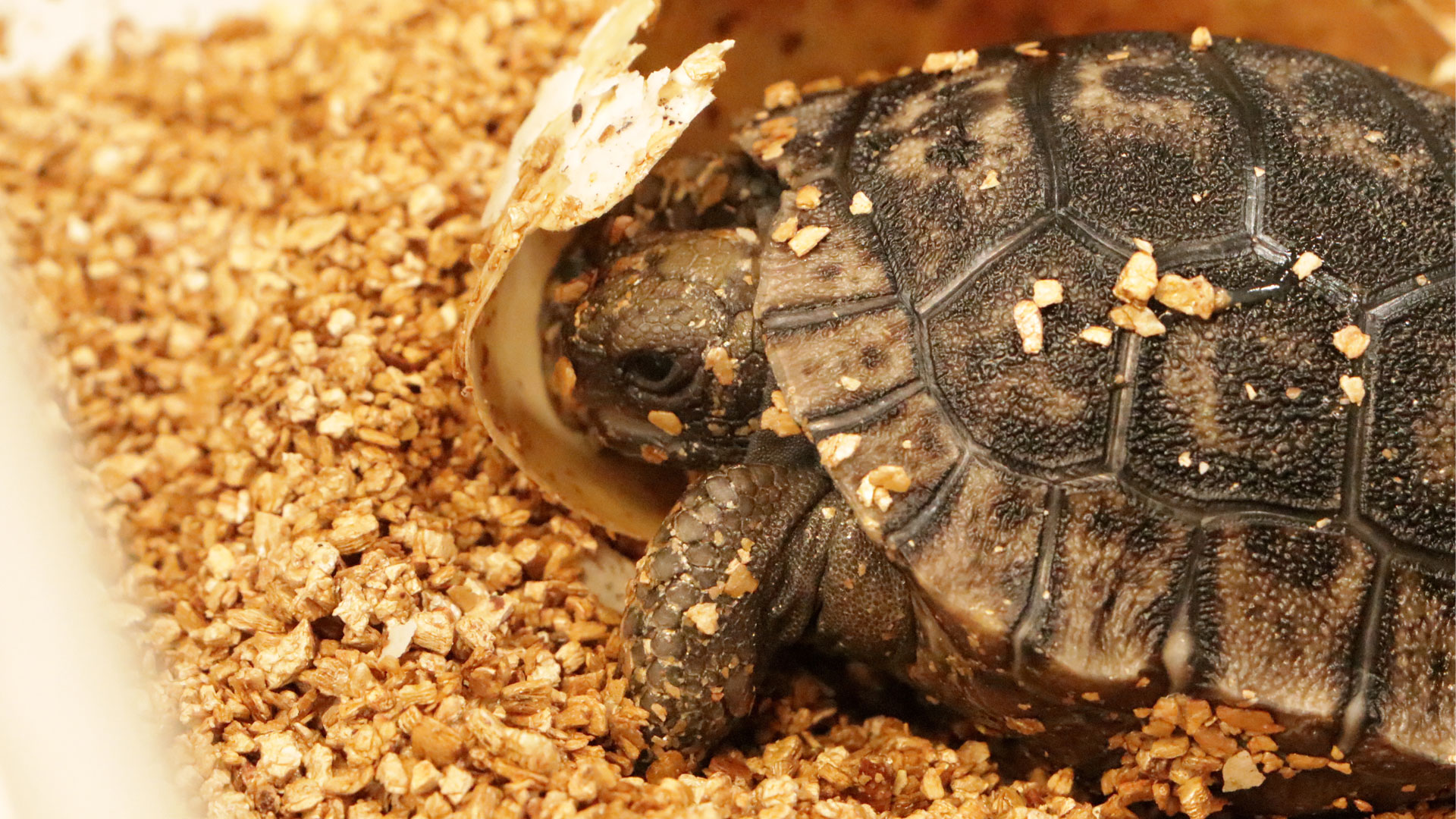 https://cdn.aucklandunlimited.com/zoo/assets/media/fifth-galapagos-tortoise-hatchling-gallery-2.jpg