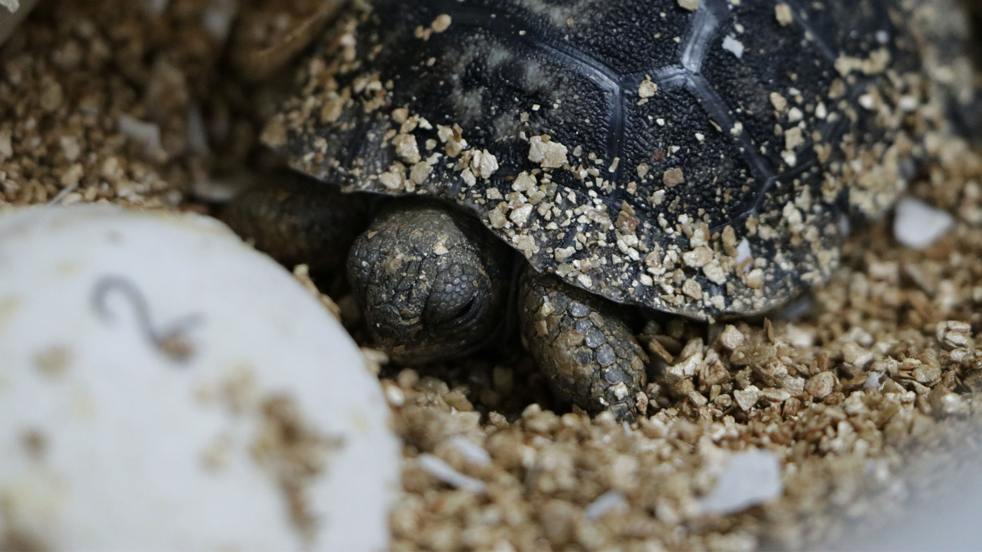 https://cdn.aucklandunlimited.com/zoo/assets/media/fifth-galapagos-tortoise-hatchling-gallery-4.jpg