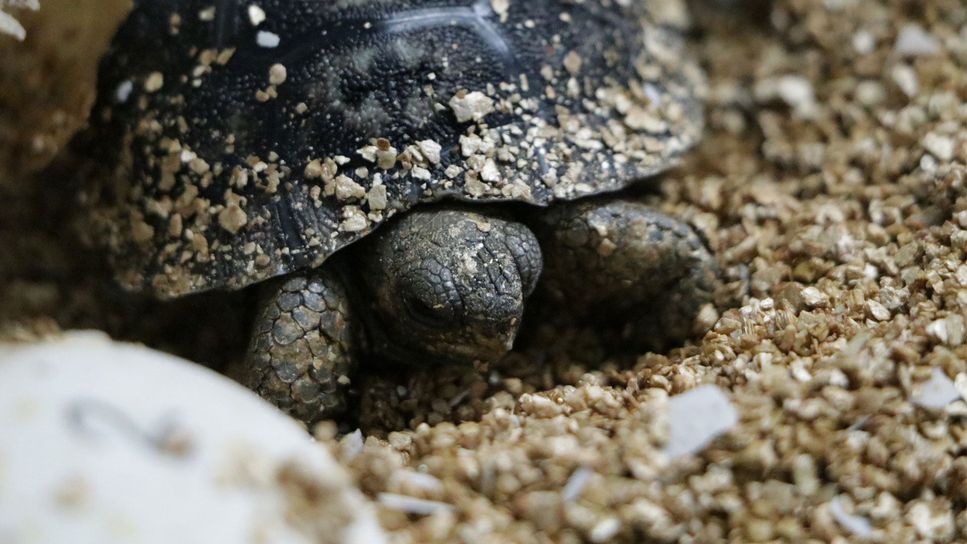 https://cdn.aucklandunlimited.com/zoo/assets/media/fifth-galapagos-tortoise-hatchling-gallery-5.jpg