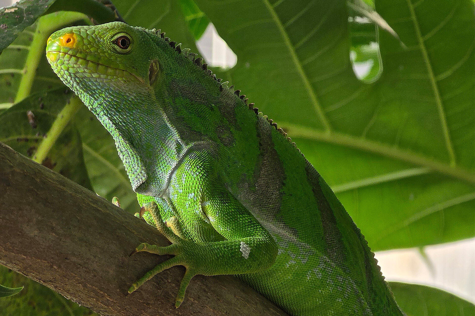 https://cdn.aucklandunlimited.com/zoo/assets/media/fijian-crested-iguana-image-from-wild-heroes-20251130-143146.jpg