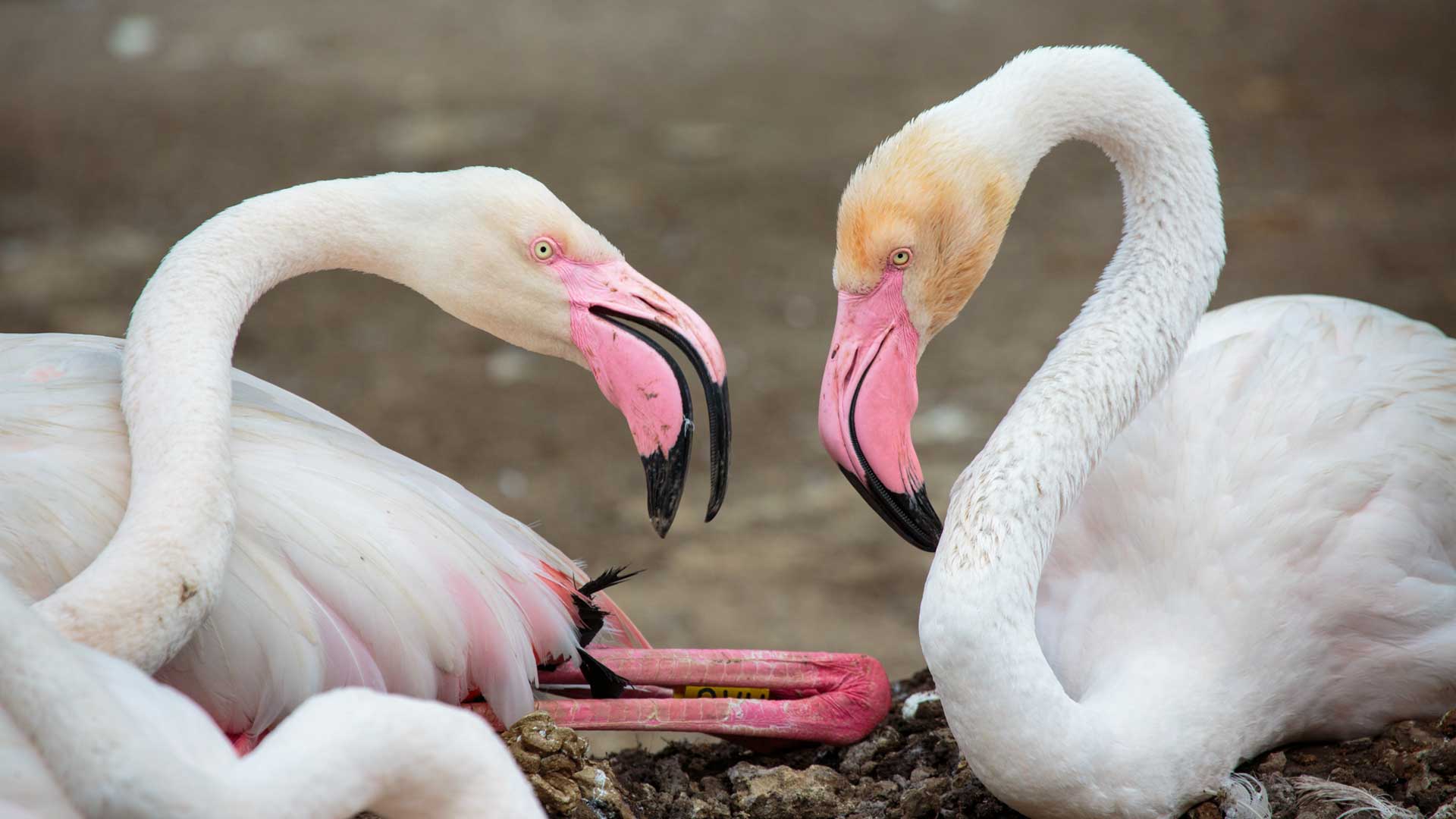 https://cdn.aucklandunlimited.com/zoo/assets/media/flamingo-chick-jan-2018-gallery-5.jpg