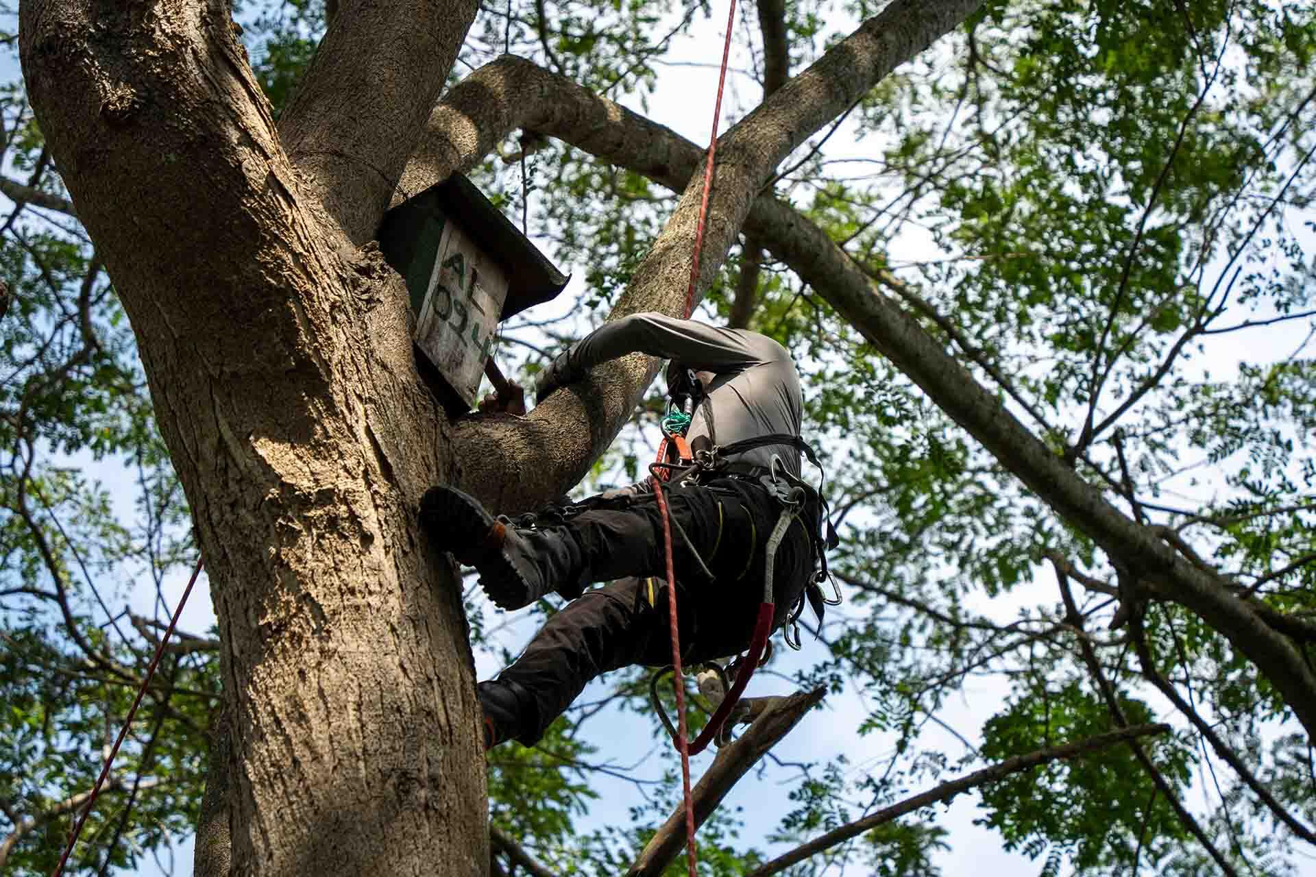 https://cdn.aucklandunlimited.com/zoo/assets/media/fundacion-de-conservacion-jocotoco-adrian-latorre-checking-nestbox.jpg