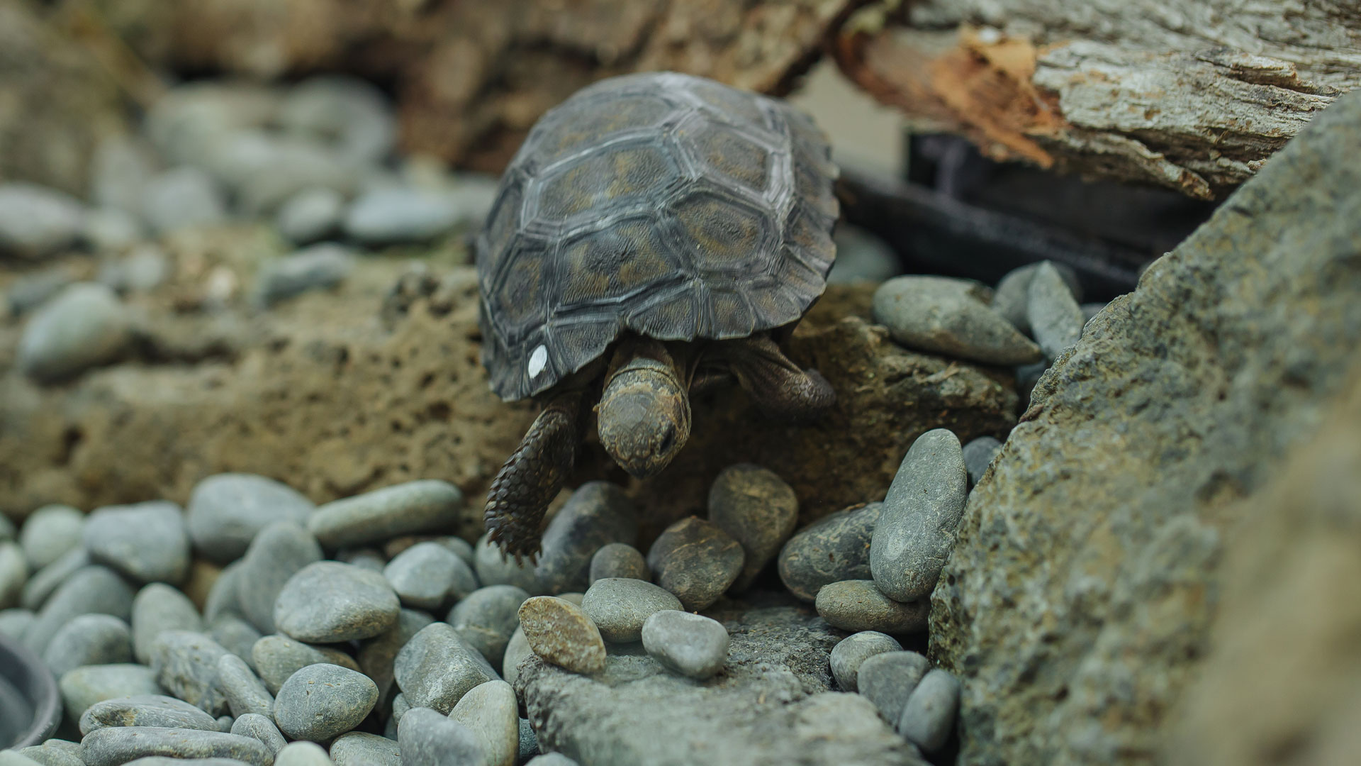 https://cdn.aucklandunlimited.com/zoo/assets/media/galapagos-tortoise-hatchlings-creche-gallery-1.jpg
