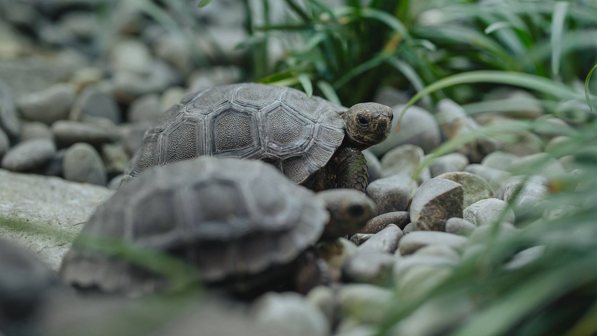 https://cdn.aucklandunlimited.com/zoo/assets/media/galapagos-tortoise-hatchlings-creche-gallery-7.jpg