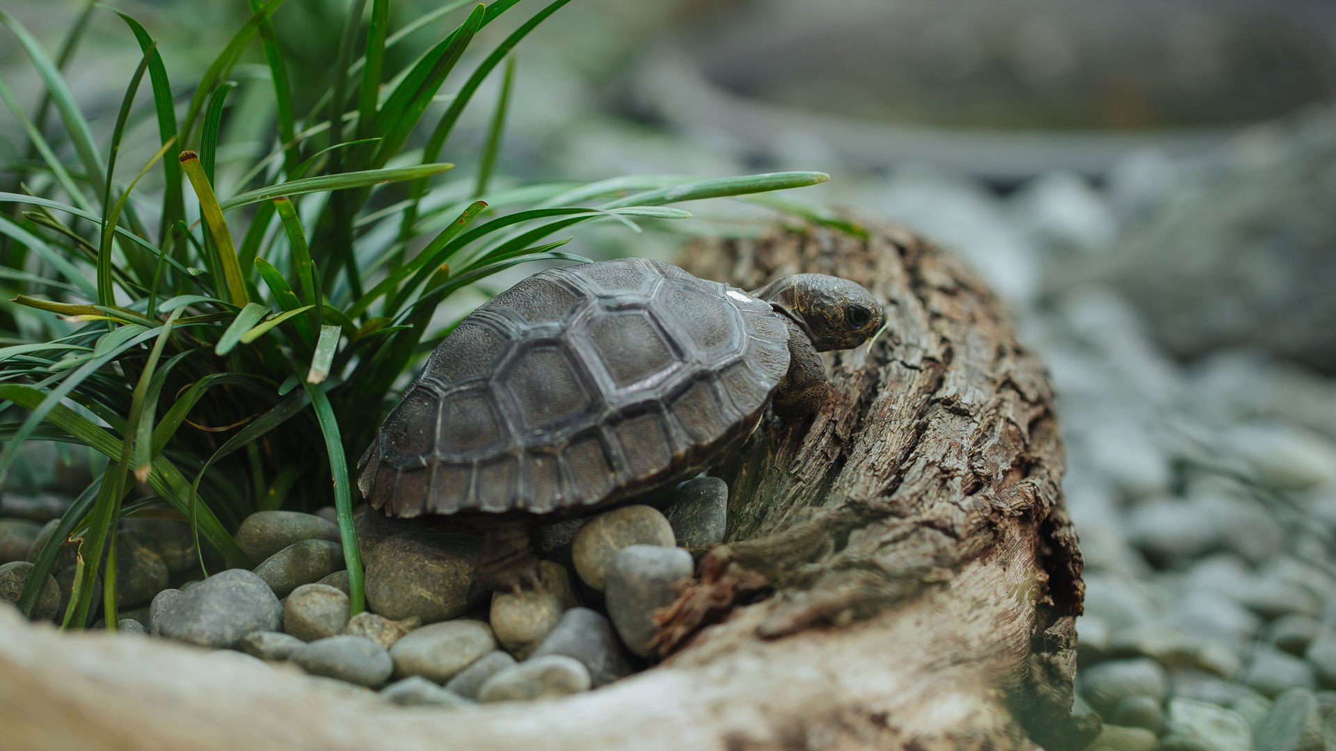https://cdn.aucklandunlimited.com/zoo/assets/media/galapagos-tortoise-hatchlings-creche-gallery-8.jpg