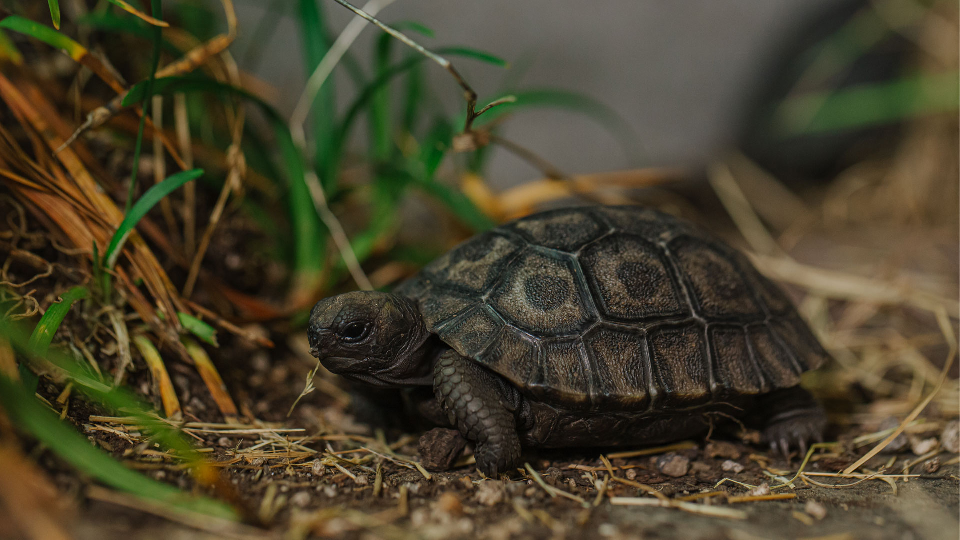 https://cdn.aucklandunlimited.com/zoo/assets/media/galapagos-tortoise-hatchlings-gallery-1.jpg