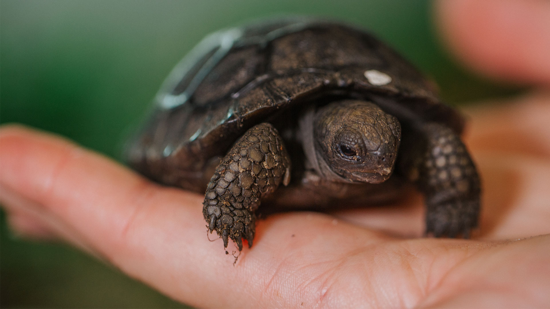 https://cdn.aucklandunlimited.com/zoo/assets/media/galapagos-tortoise-hatchlings-gallery-13.jpg