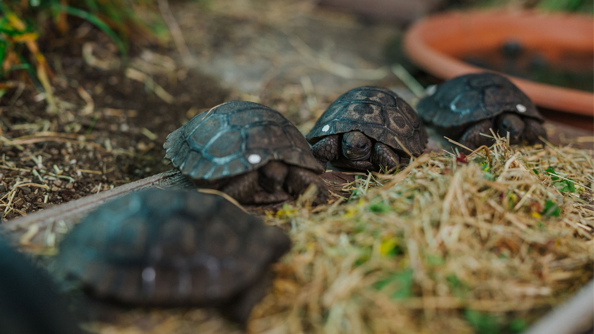 https://cdn.aucklandunlimited.com/zoo/assets/media/galapagos-tortoise-hatchlings-gallery-15.jpg