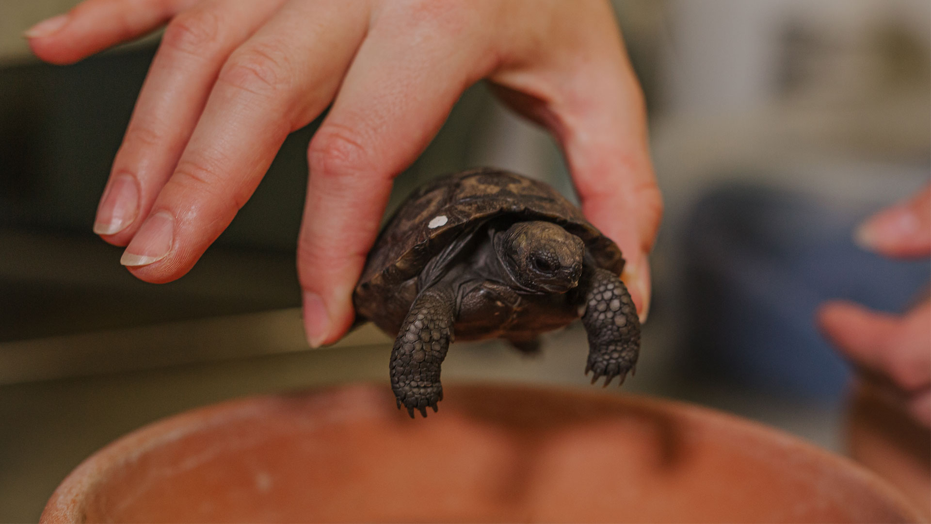 https://cdn.aucklandunlimited.com/zoo/assets/media/galapagos-tortoise-hatchlings-gallery-3.jpg