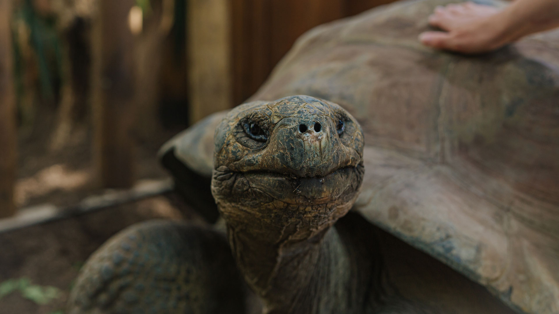 https://cdn.aucklandunlimited.com/zoo/assets/media/galapagos-tortoise-hatchlings-gallery-4.jpg