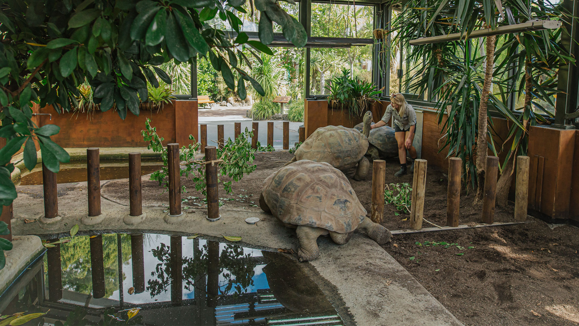 https://cdn.aucklandunlimited.com/zoo/assets/media/galapagos-tortoise-hatchlings-gallery-5.jpg