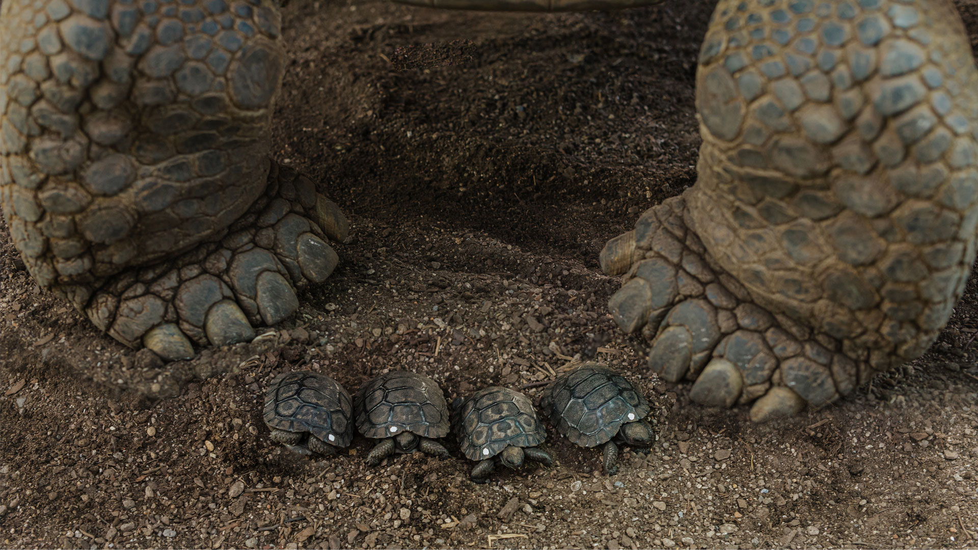 https://cdn.aucklandunlimited.com/zoo/assets/media/galapagos-tortoise-hatchlings-gallery-6.jpg