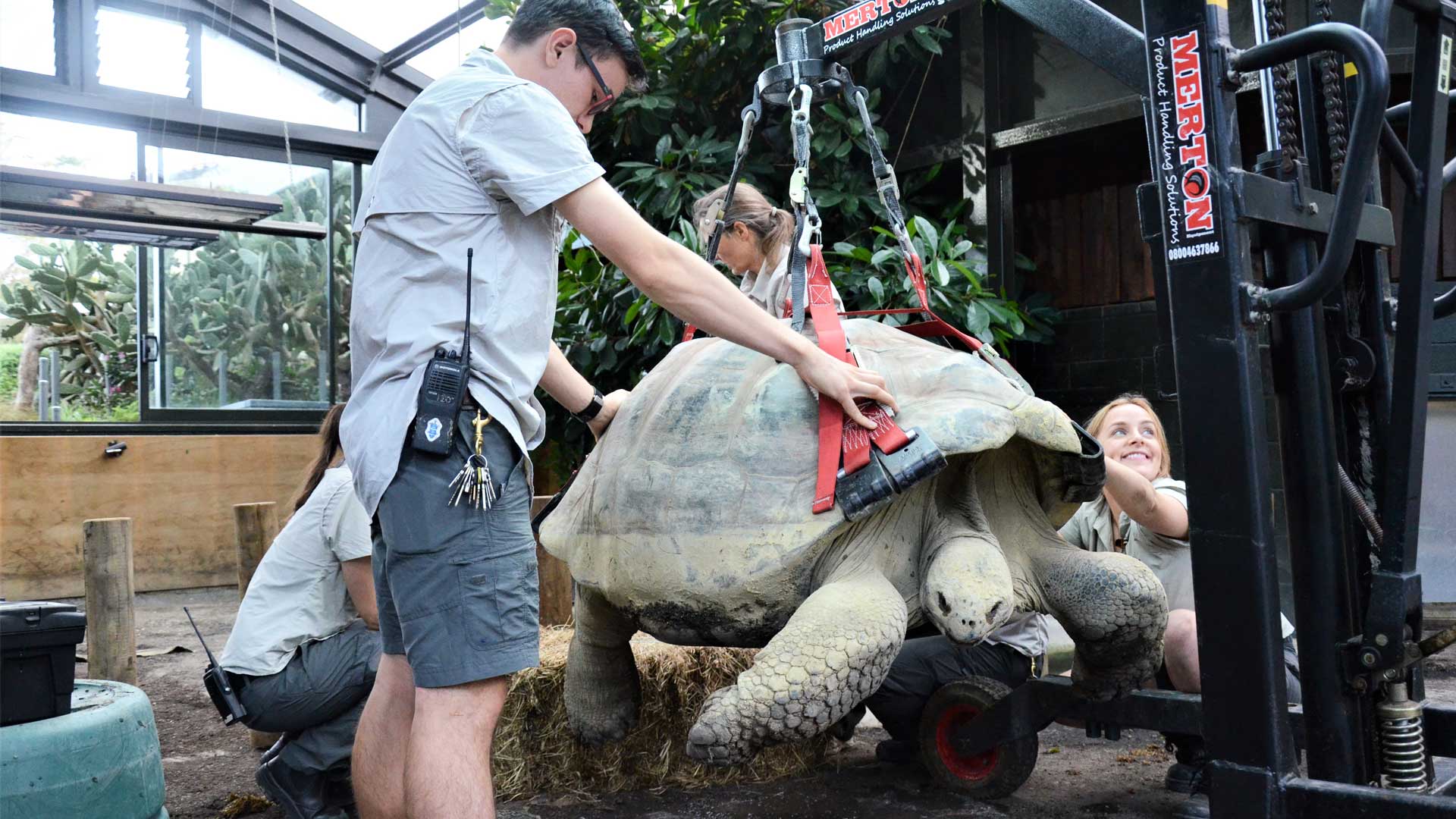 https://cdn.aucklandunlimited.com/zoo/assets/media/galapagos-tortoise-xray-gallery-1.jpg