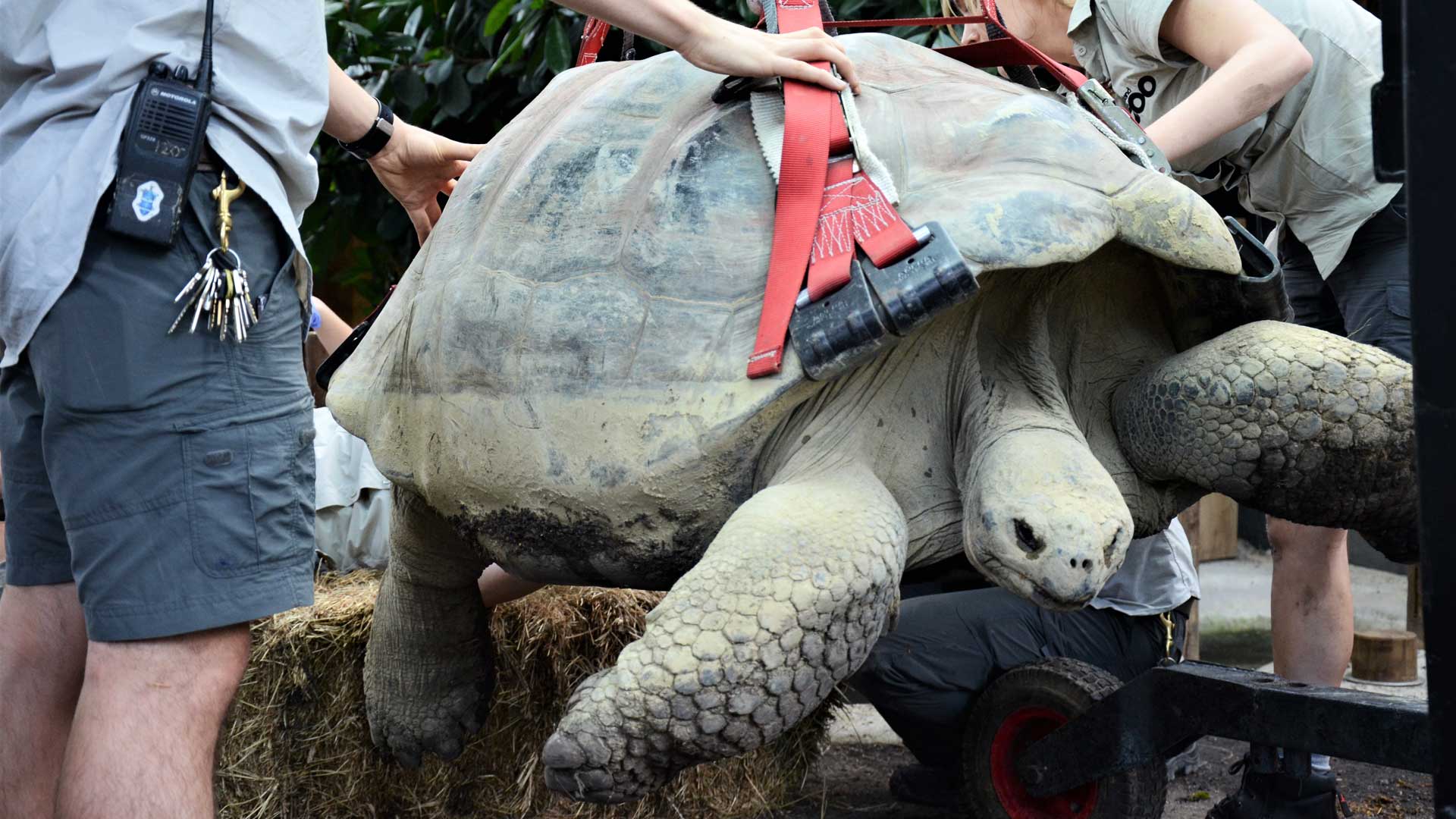 https://cdn.aucklandunlimited.com/zoo/assets/media/galapagos-tortoise-xray-gallery-2.jpg