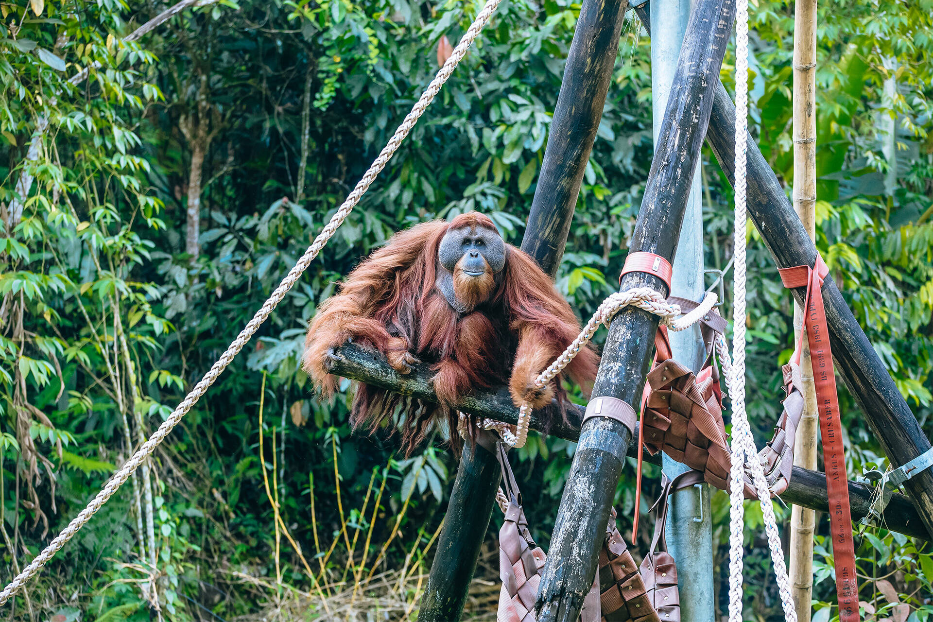 https://cdn.aucklandunlimited.com/zoo/assets/media/gallery-orangutan-haven-leuser-2-1920x1280.jpg