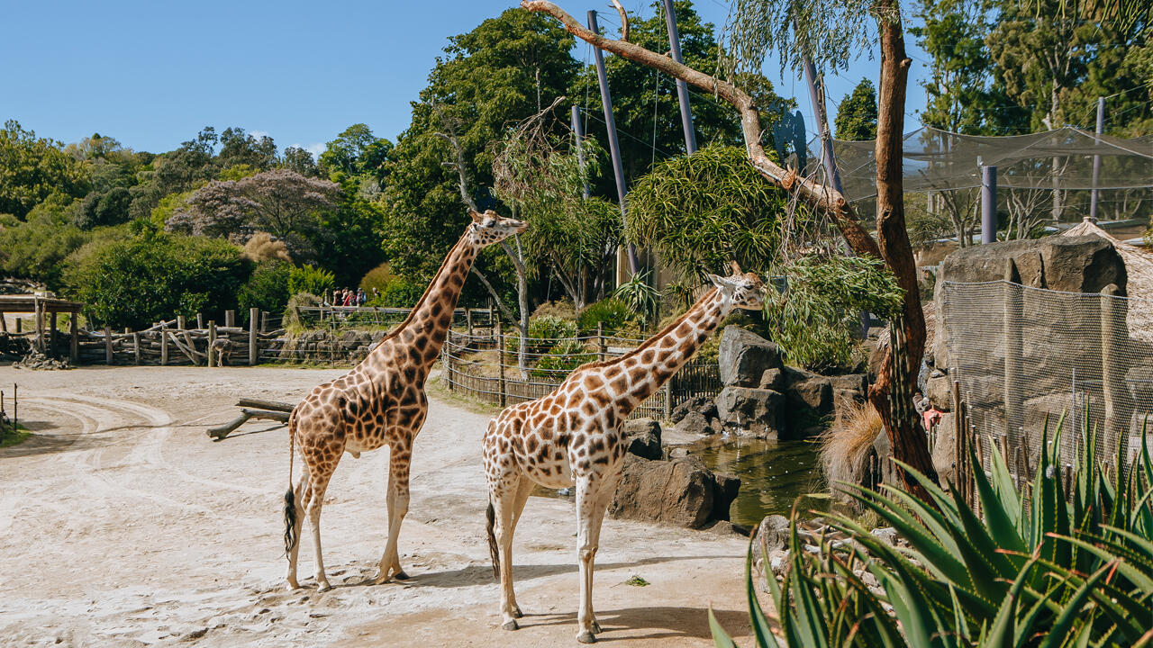 https://cdn.aucklandunlimited.com/zoo/assets/media/giraffe-browse-gallery-1.jpg