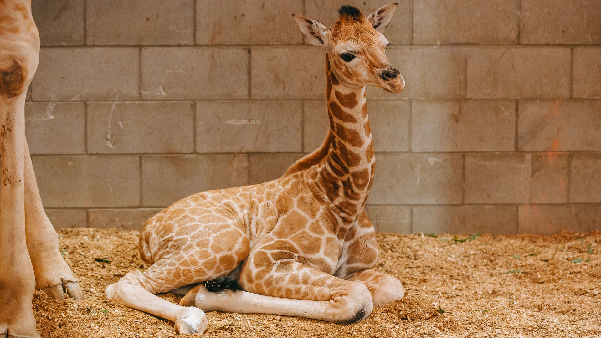 https://cdn.aucklandunlimited.com/zoo/assets/media/giraffe-calf-2022-gallery-1.jpg