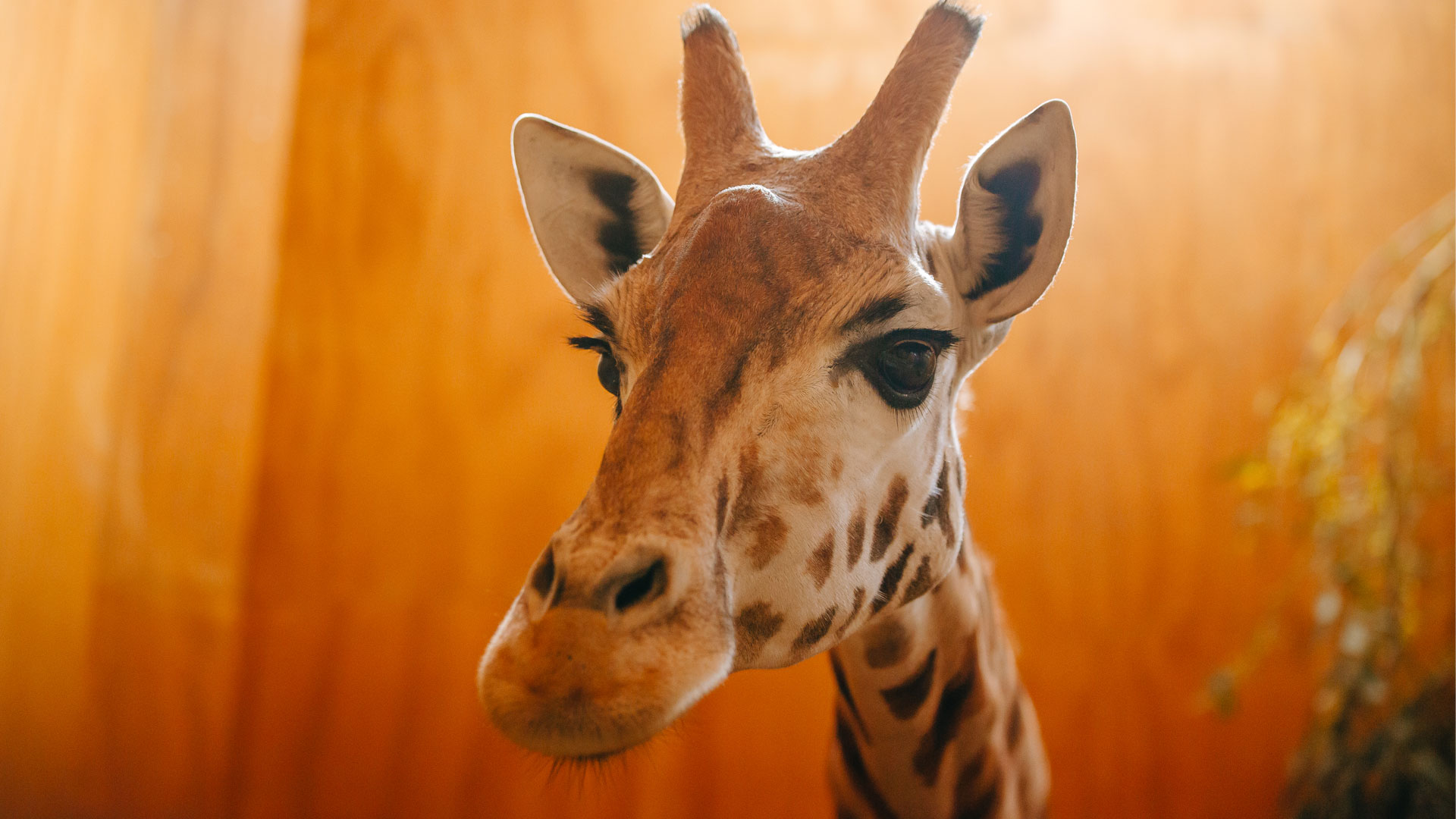 https://cdn.aucklandunlimited.com/zoo/assets/media/giraffe-calf-2022-gallery-3.jpg