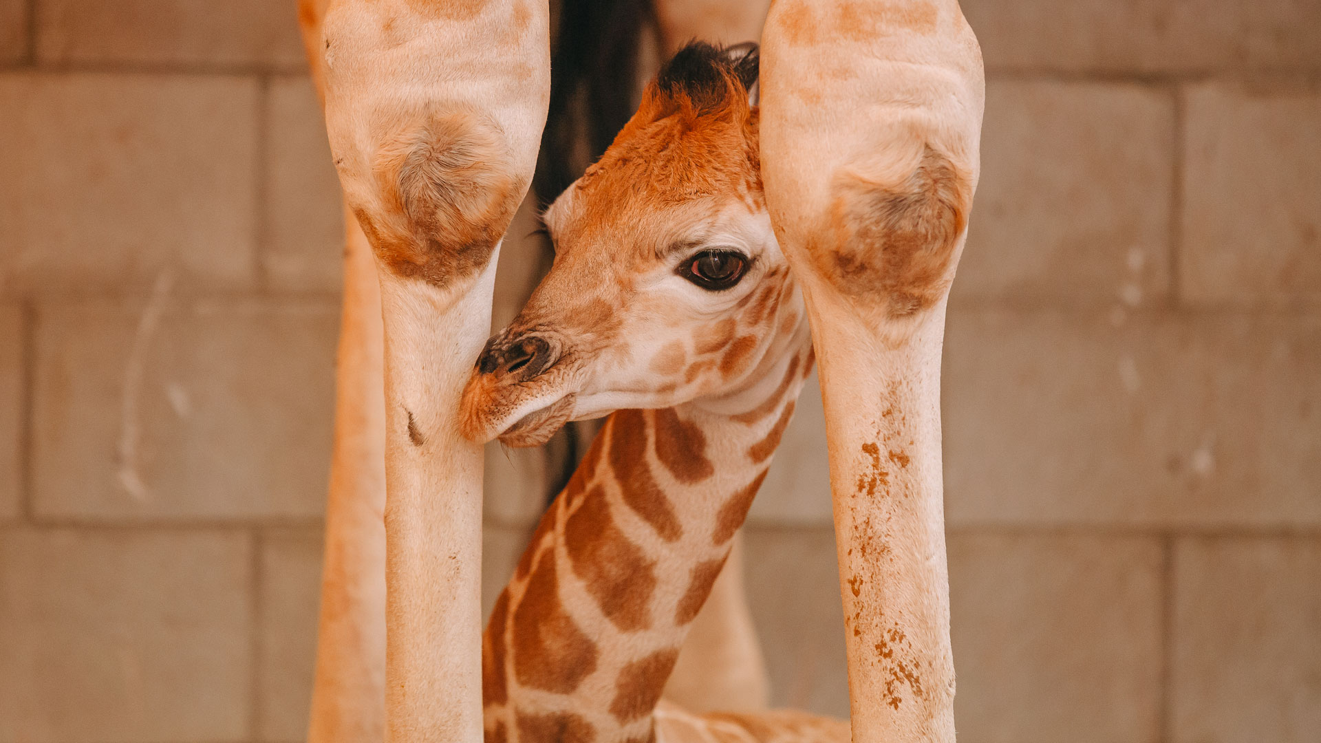 https://cdn.aucklandunlimited.com/zoo/assets/media/giraffe-calf-2022-gallery-5.jpg