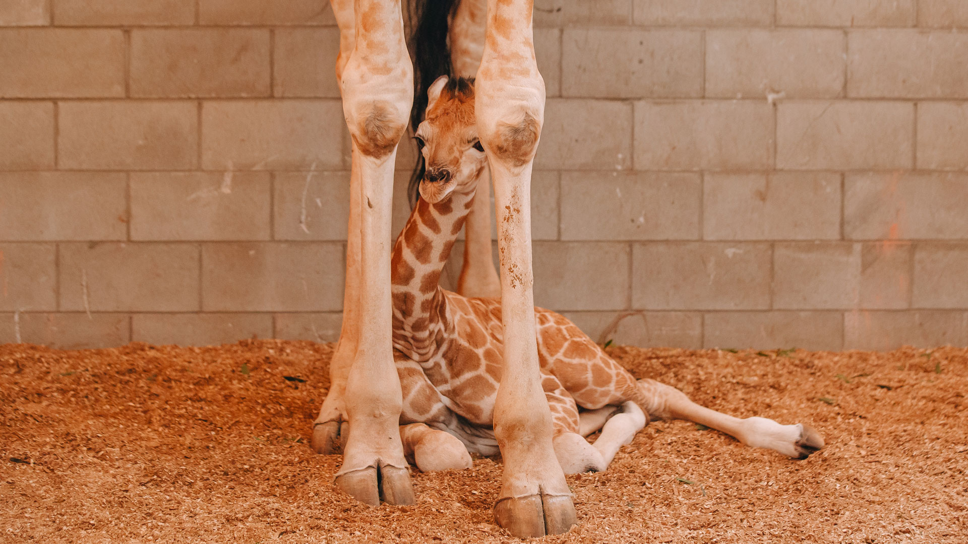 https://cdn.aucklandunlimited.com/zoo/assets/media/giraffe-calf-2022-gallery-6.jpg