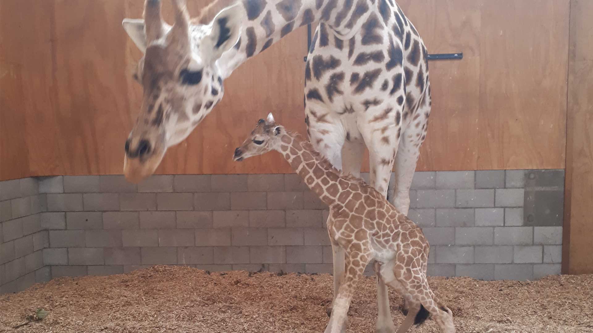 https://cdn.aucklandunlimited.com/zoo/assets/media/giraffe-calf-gallery-1.jpg