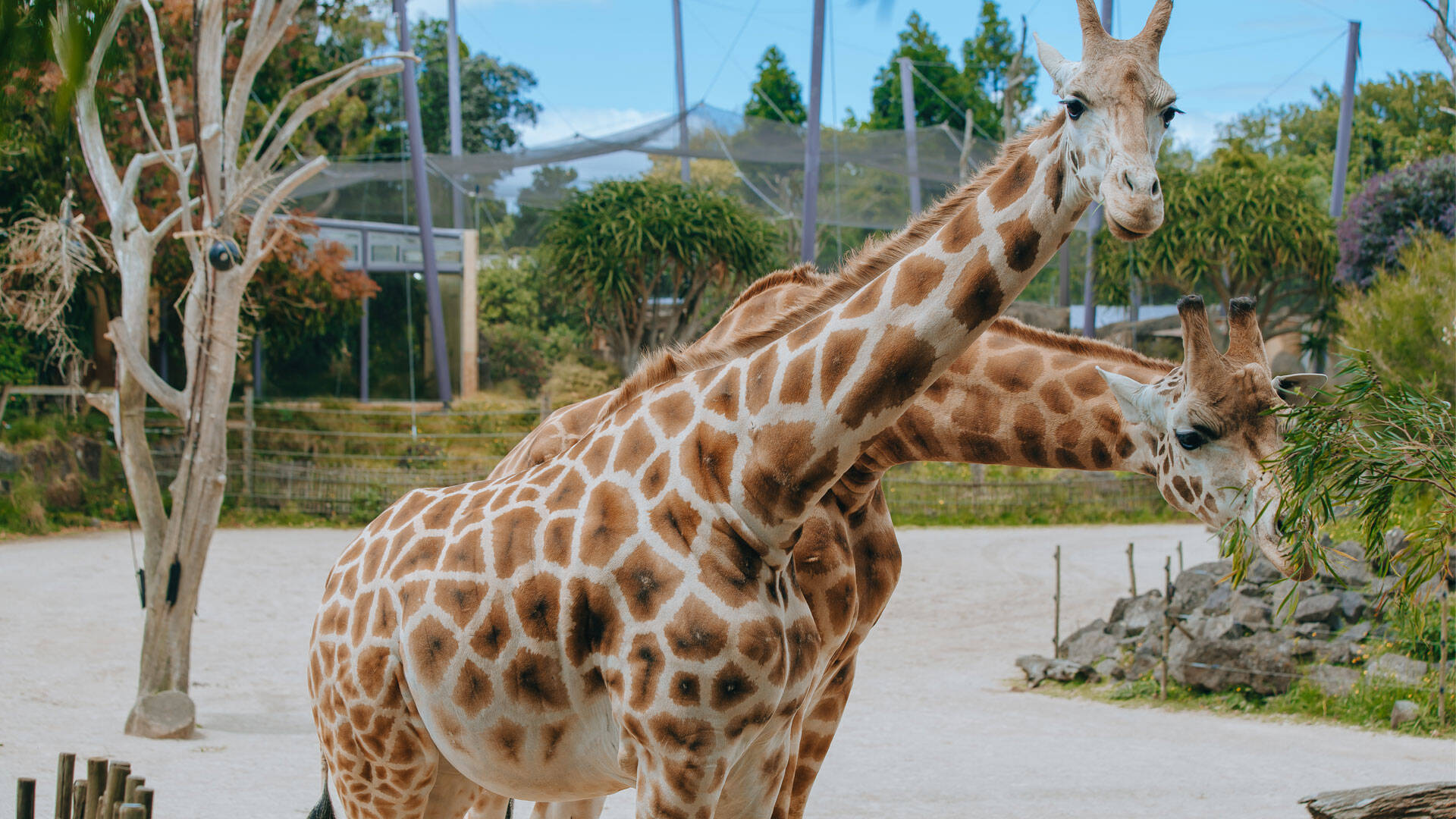 https://cdn.aucklandunlimited.com/zoo/assets/media/giraffe-kiraka-pregnant-2023-gallery-1.jpg