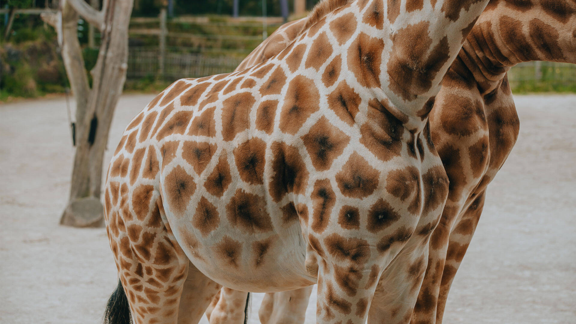https://cdn.aucklandunlimited.com/zoo/assets/media/giraffe-kiraka-pregnant-2023-gallery-2.jpg