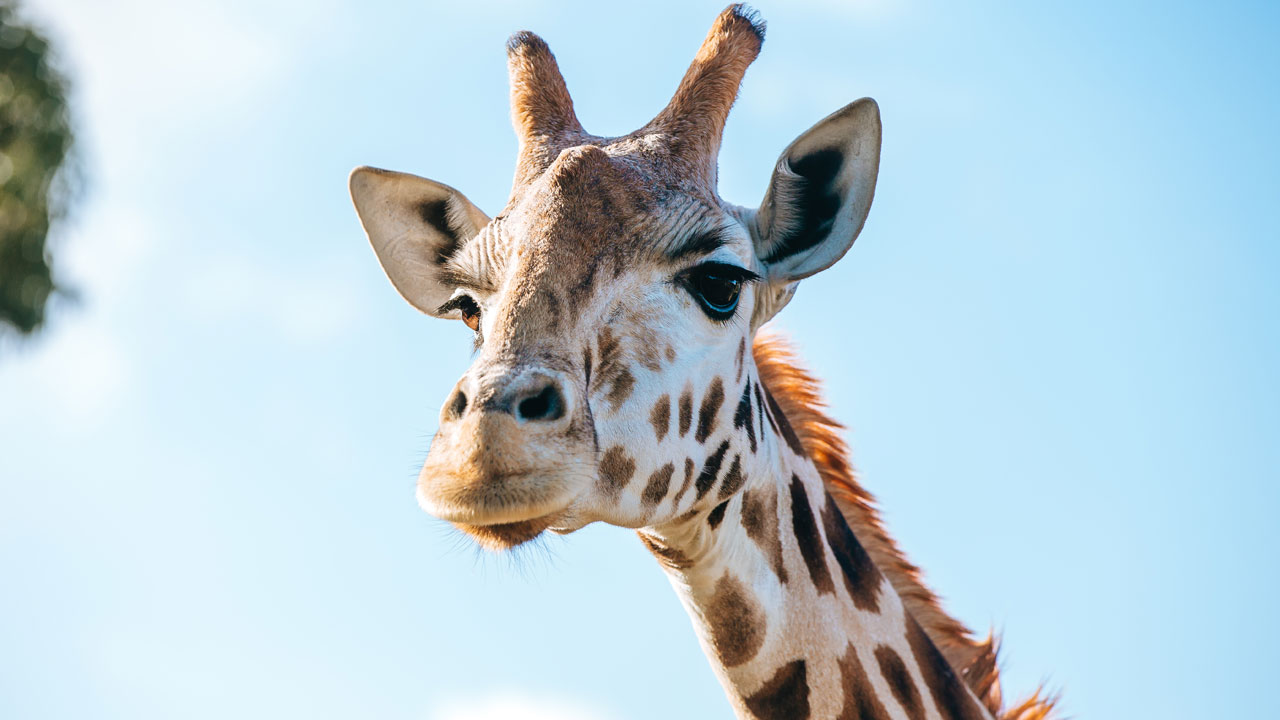 https://cdn.aucklandunlimited.com/zoo/assets/media/giraffe-kiraka-pregnant-gallery-1.jpg