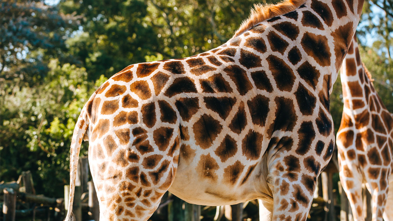 https://cdn.aucklandunlimited.com/zoo/assets/media/giraffe-kiraka-pregnant-gallery-2.jpg
