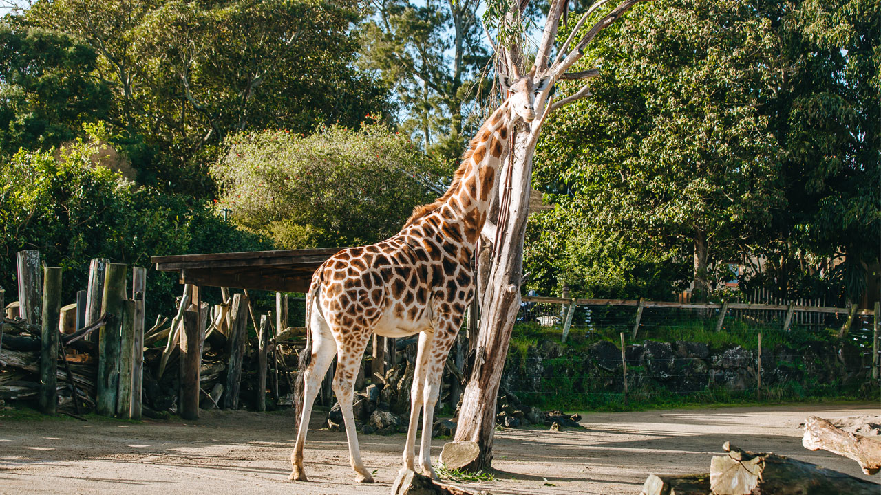 https://cdn.aucklandunlimited.com/zoo/assets/media/giraffe-kiraka-pregnant-gallery-3.jpg
