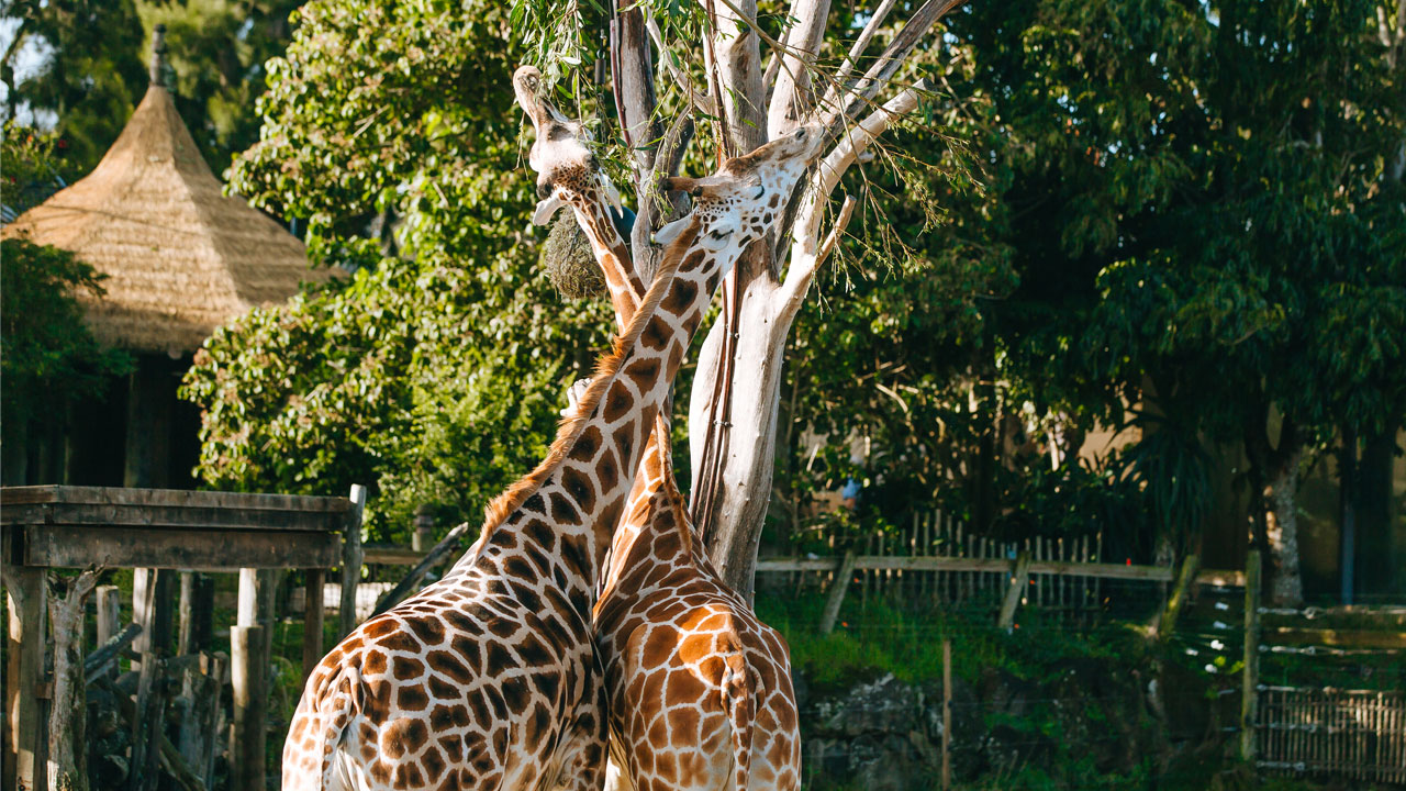 https://cdn.aucklandunlimited.com/zoo/assets/media/giraffe-kiraka-pregnant-gallery-4.jpg