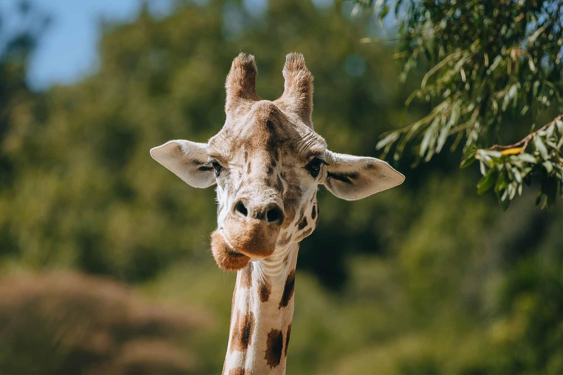 https://cdn.aucklandunlimited.com/zoo/assets/media/giraffe-rukiya-eating-browse.jpg