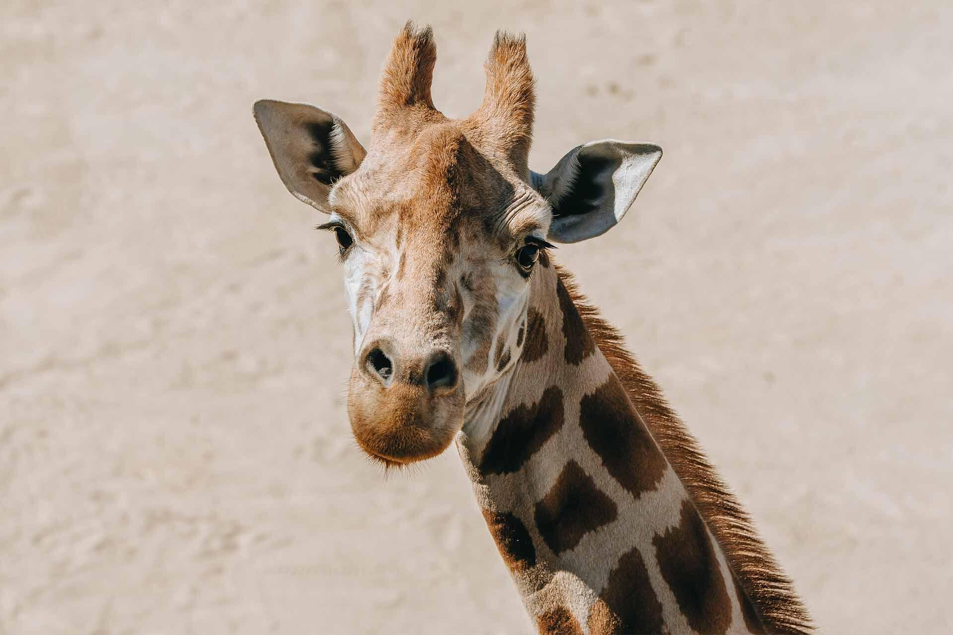 https://cdn.aucklandunlimited.com/zoo/assets/media/giraffe-rukiya-face-straight-on.jpg