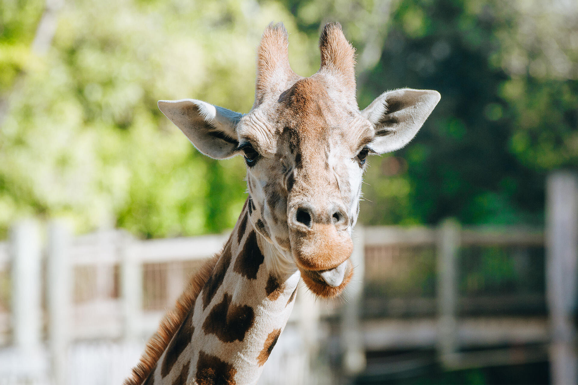 https://cdn.aucklandunlimited.com/zoo/assets/media/giraffe-rukiya-face-with-tongue-out.jpg