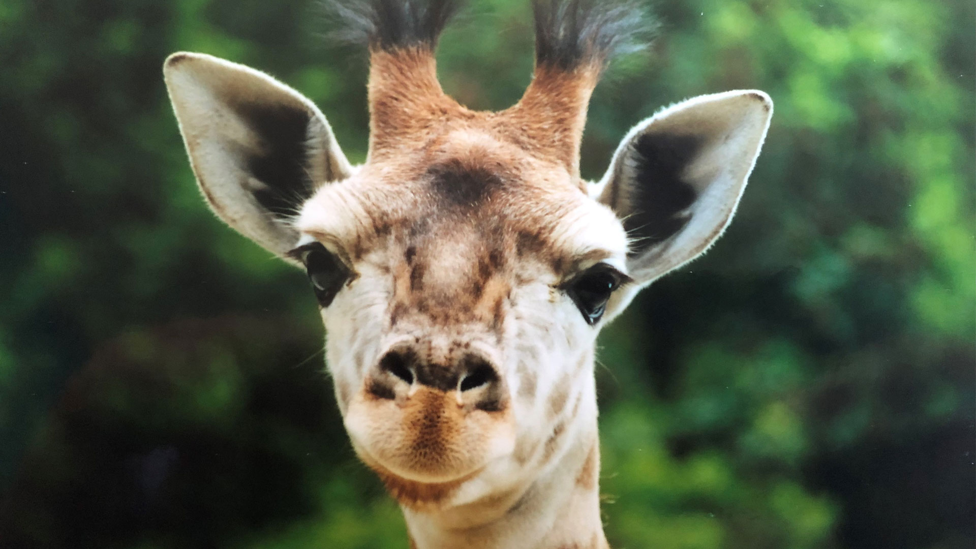 https://cdn.aucklandunlimited.com/zoo/assets/media/giraffe-rukiya-gallery-2.jpg