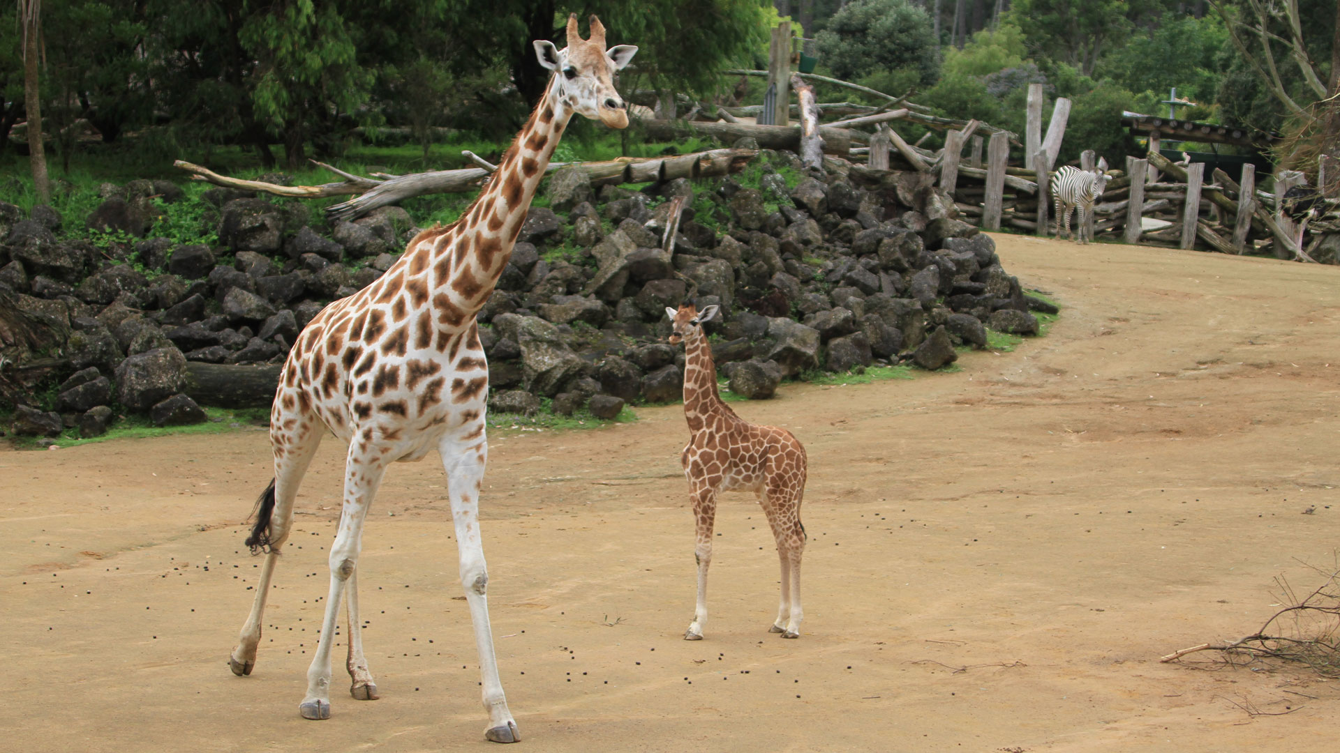 https://cdn.aucklandunlimited.com/zoo/assets/media/giraffe-rukiya-gallery-4.jpg